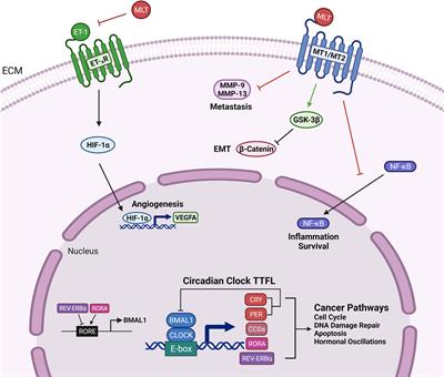 Impact of Circadian Rhythms on the Development and Clinical Management of Genitourinary Cancers